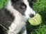 Border collie Mini 
