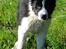 Border collie Brandy † RIP- 7-10-2009 †