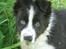 Border collie Brandy † RIP- 7-10-2009 †