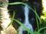 Border collie Brandy † RIP- 7-10-2009 †