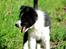 Border collie Brandy † RIP- 7-10-2009 †