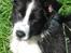 Border collie Brandy † RIP- 7-10-2009 †