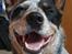 Australsk cattledog Max - Det smukkeste smil der findes!!!!