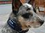 Australsk cattledog Max