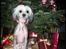 Chinese crested hårløs Cronhammar's Imperial China - Wilhelm som fotomodel en juleaften. det blev så julekortet den vinter. det kunne sgu have været taget som plakat! her er han 1år gammel <3