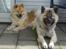 Eurasier Luna - Luna har besøg af sin kuld-søster, Ticga - se hvor forskellige de er! - En charme ved racen - De er 14½ mdr. gamle