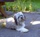 Lhasa apso viktor
