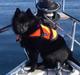 Schipperke Skipper Zidan