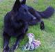 Schæferhund Leika