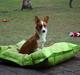 Welsh corgi cardigan Èowyn