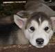 Alaskan malamute Maia