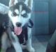 Siberian husky Naquita