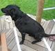 Labrador retriever Malik