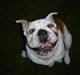 Engelsk bulldog wesser AKA sylvester