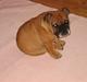 Engelsk bulldog Carlos