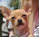 Chihuahua Mira