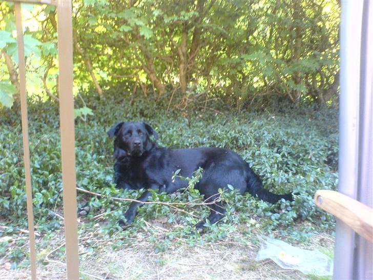 Blanding af racer konjak R.I.P - konjak i naturen billede 6