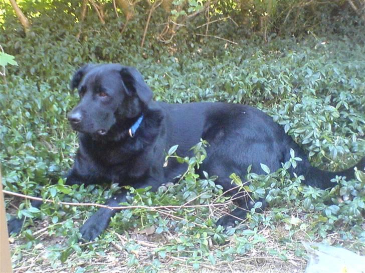 Blanding af racer konjak R.I.P - konjak i naturen billede 7