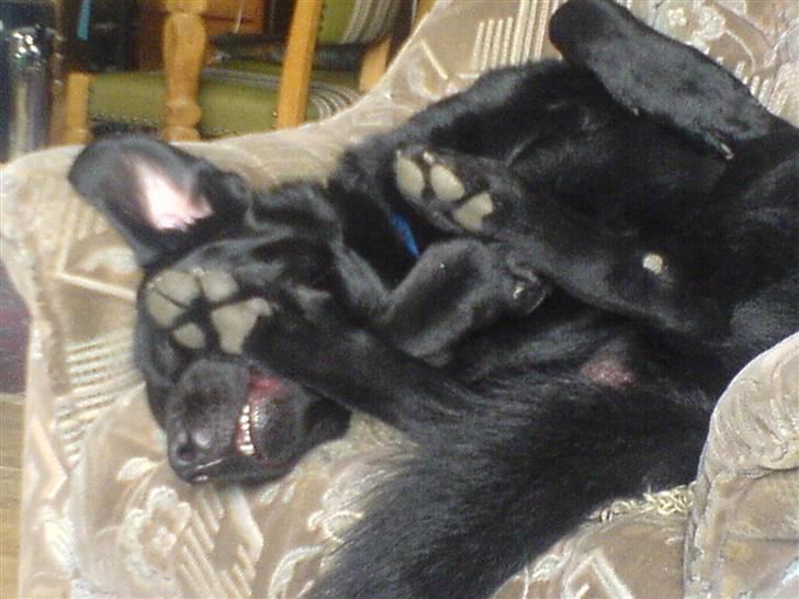 Blanding af racer konjak R.I.P - konjak i lænestolen billede 8