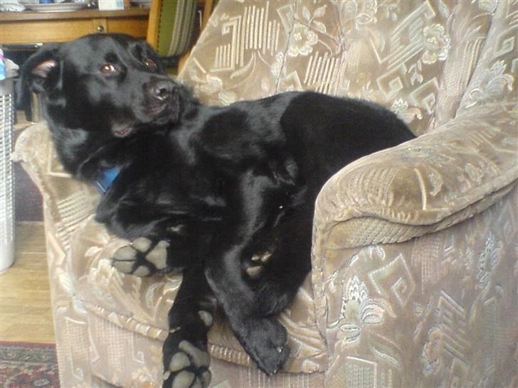 Blanding af racer konjak R.I.P - konjak i lænestolen billede 9