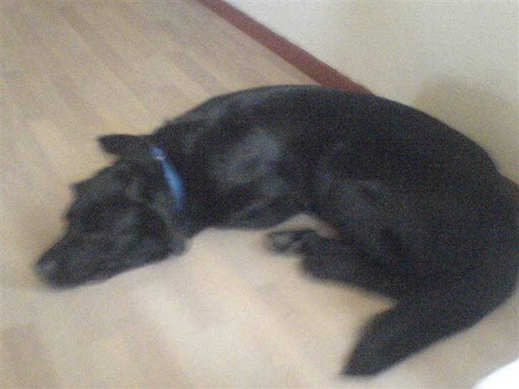 Blanding af racer konjak R.I.P - konjak slapper af billede 10