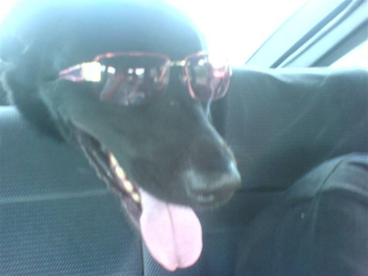 Blanding af racer konjak R.I.P - smatie konjak ( er jeg ikke bare lækker tøzer.??) billede 11