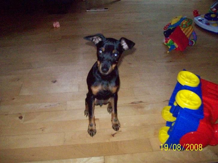 Dvaergpinscher gucci billede 1