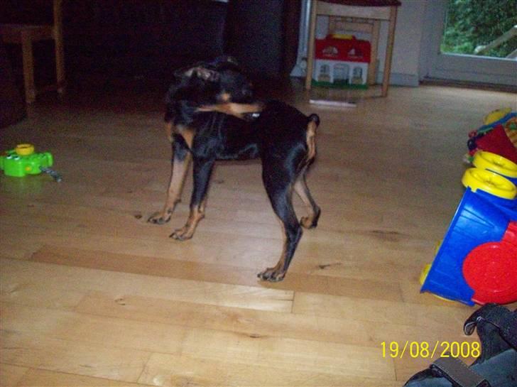 Dvaergpinscher gucci billede 2