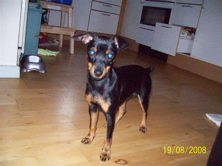 Dvaergpinscher gucci billede 3