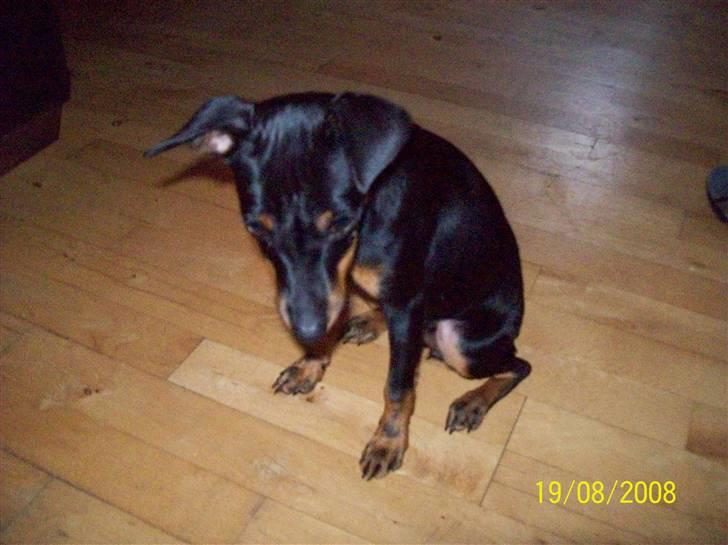 Dvaergpinscher gucci billede 4