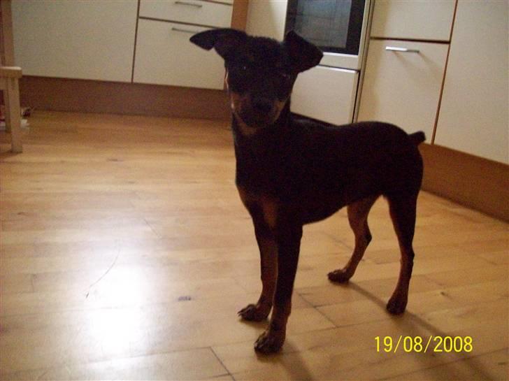 Dvaergpinscher gucci billede 5