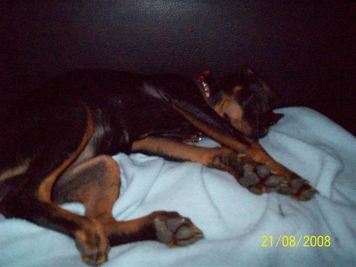 Dvaergpinscher gucci billede 6