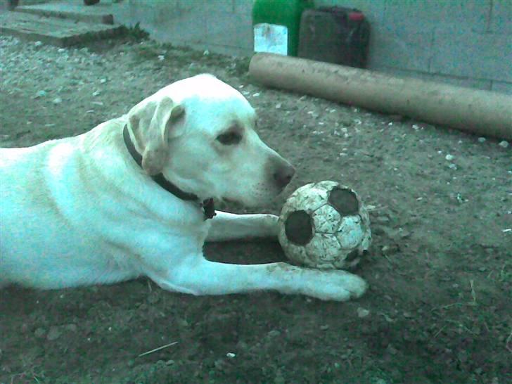 Labrador retriever Rynke - Nu kan jeg altså IKKE hente bolden mer´! Hmph.... billede 12