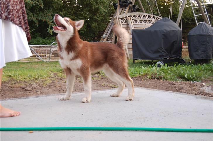 Alaskan malamute Sakima - 4 1/2 mdr billede 9