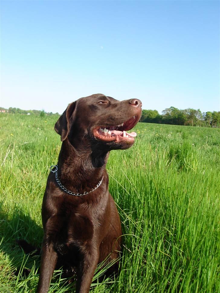 Labrador retriever Lui - Nyder udendørslivet. billede 1