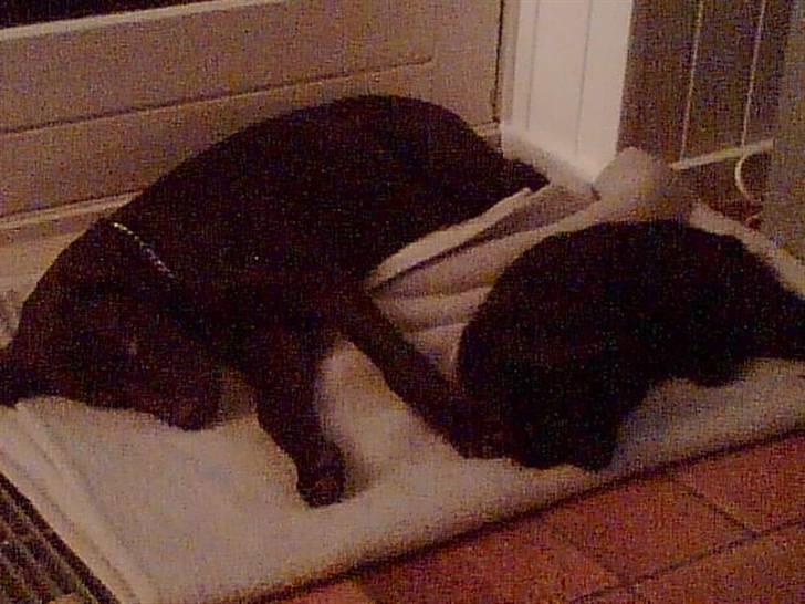 Labrador retriever Lui - Tager lige en lur sammen med katten. Dejligt man dele. billede 2