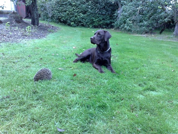 Labrador retriever Lui billede 3