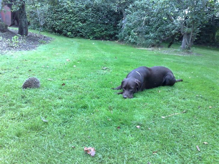 Labrador retriever Lui - Lige en lur på mor er heller ikke så tosset. billede 4