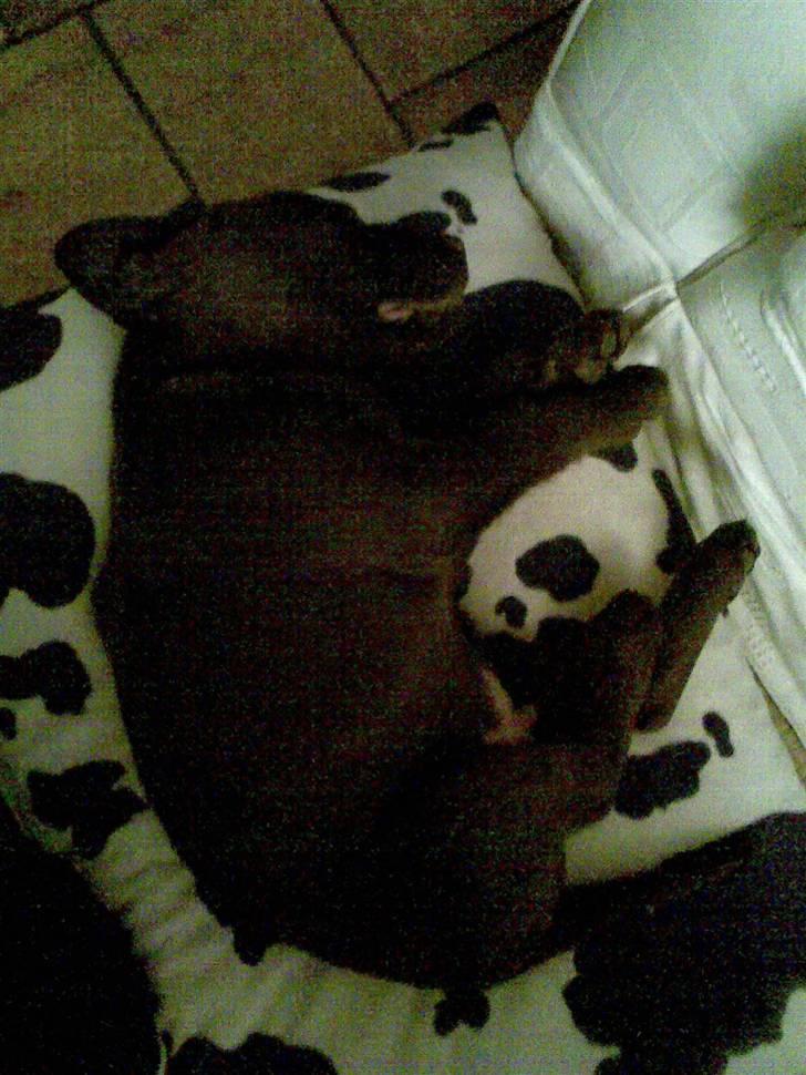 Labrador retriever Lui billede 5