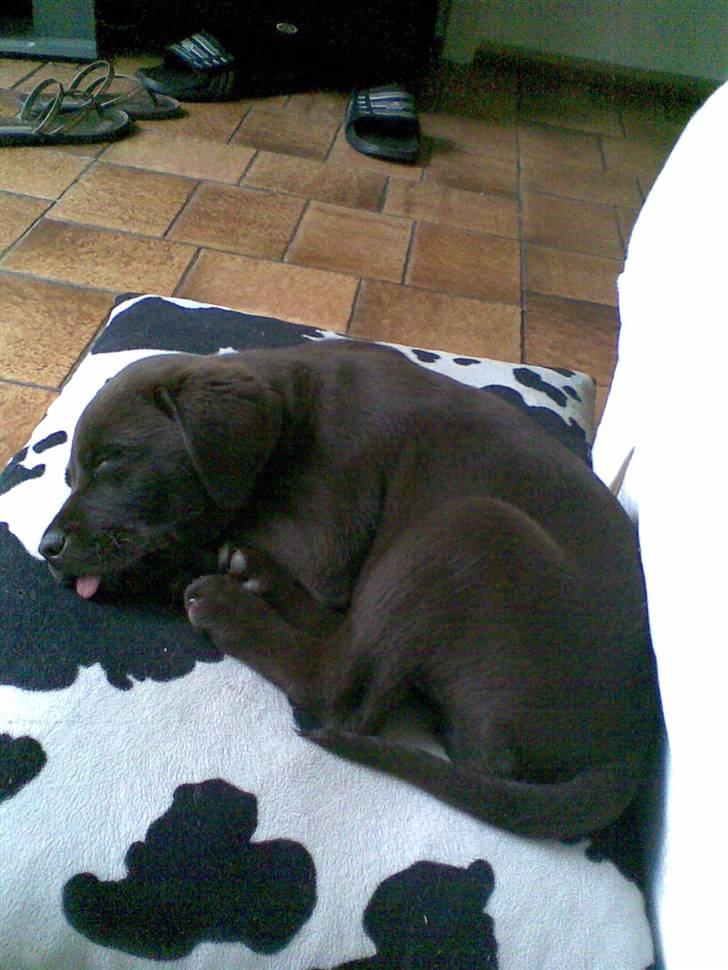 Labrador retriever Lui billede 6