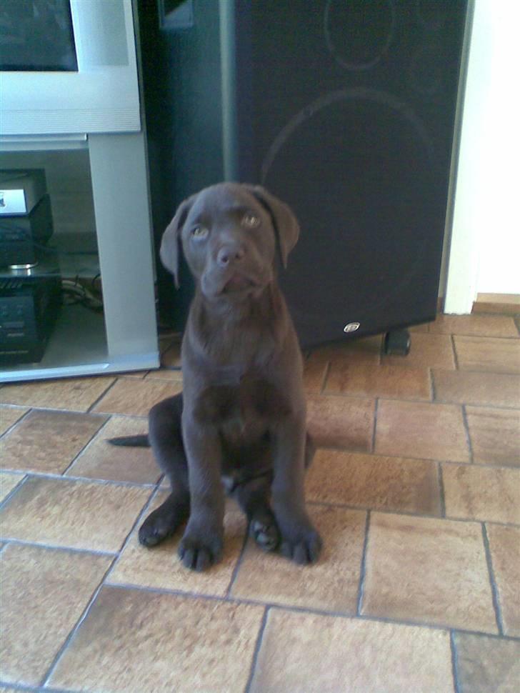 Labrador retriever Lui billede 7