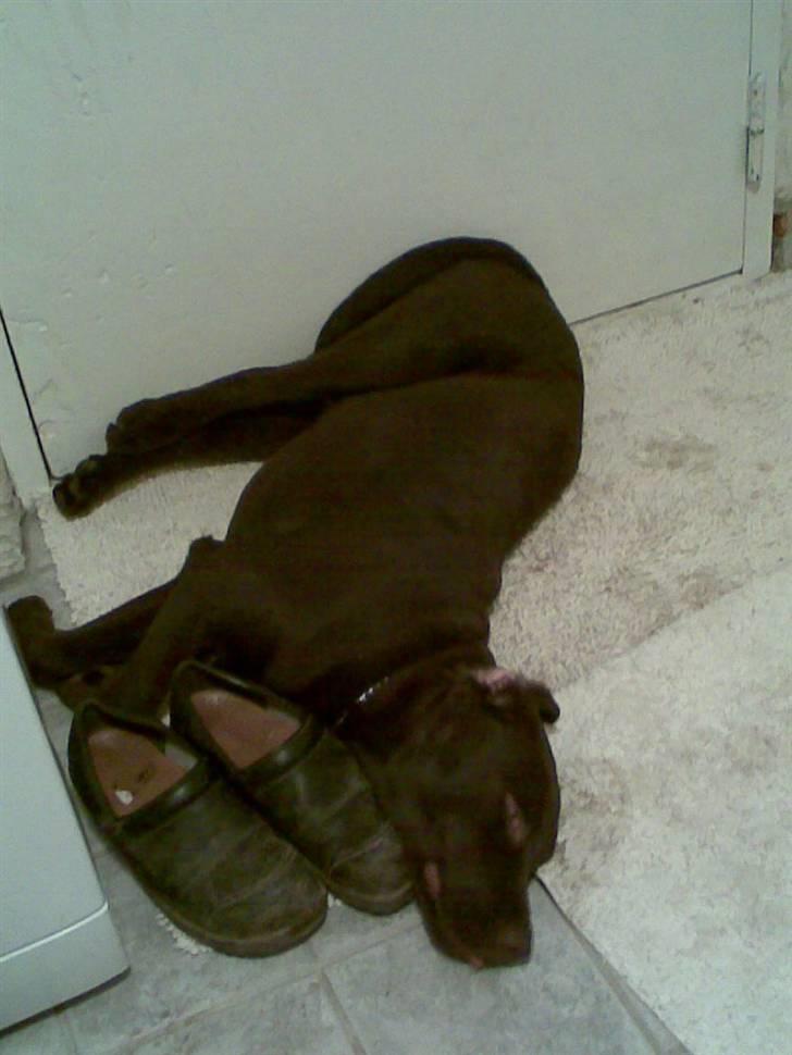 Labrador retriever Lui billede 8