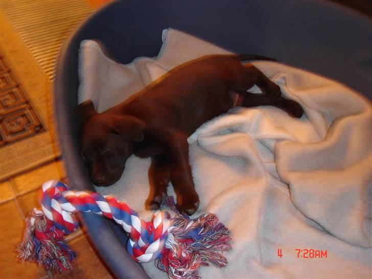 Labrador retriever Lui - Her er jeg ikke særlig gammel. Er lige kommet hjem til mine nye ejere, efter en lang køretur. billede 9