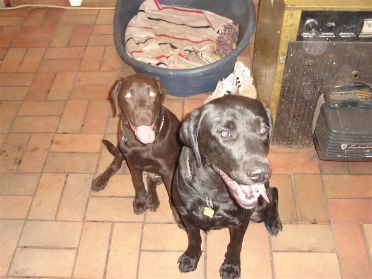 Labrador retriever Lui - Her er min bedste legekammrat Basse.  billede 10