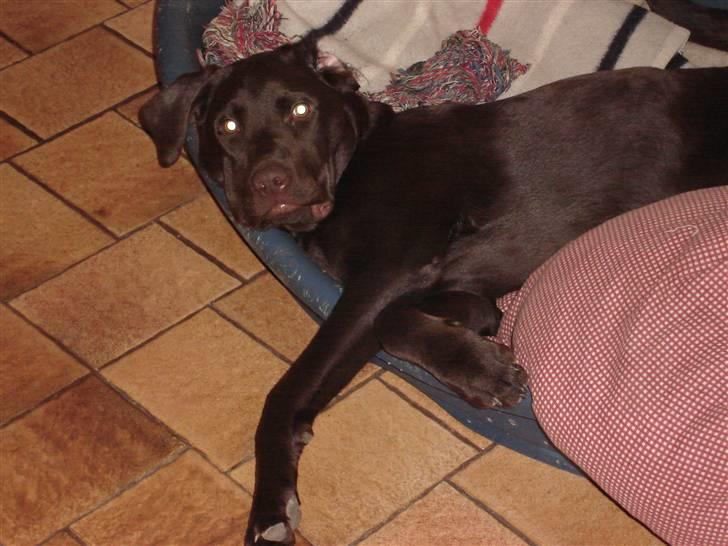 Labrador retriever Lui billede 11