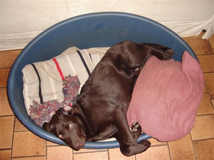 Labrador retriever Lui billede 12