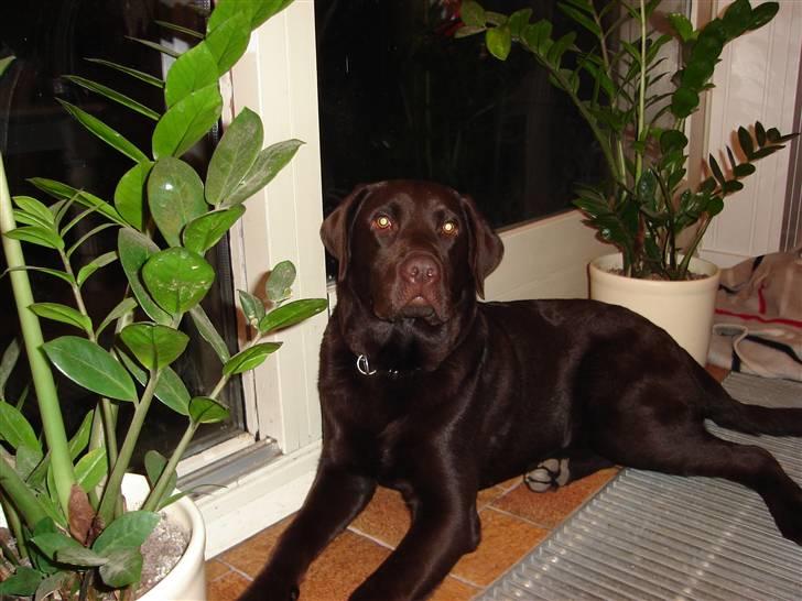 Labrador retriever Lui billede 13