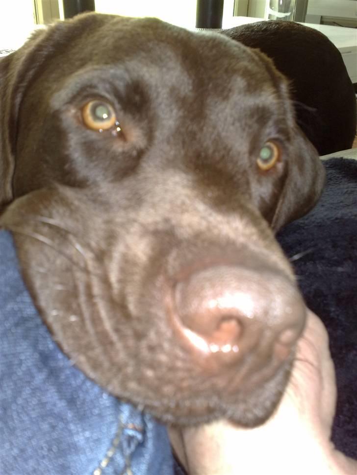 Labrador retriever Lui billede 14