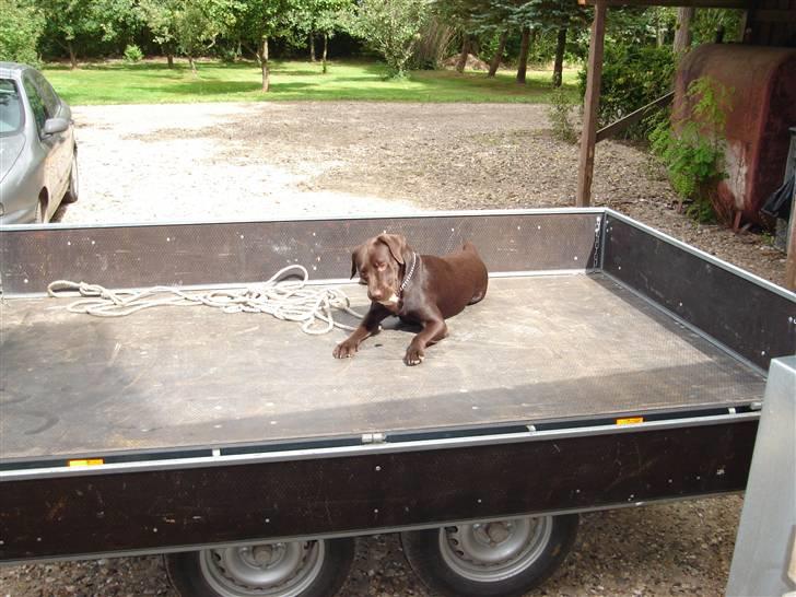 Labrador retriever Lui - Skal vi snart ud og køre?? billede 15