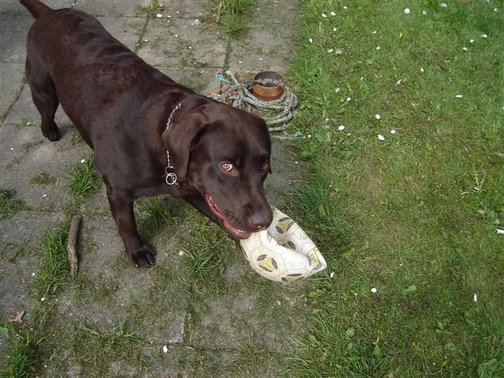 Labrador retriever Lui billede 16